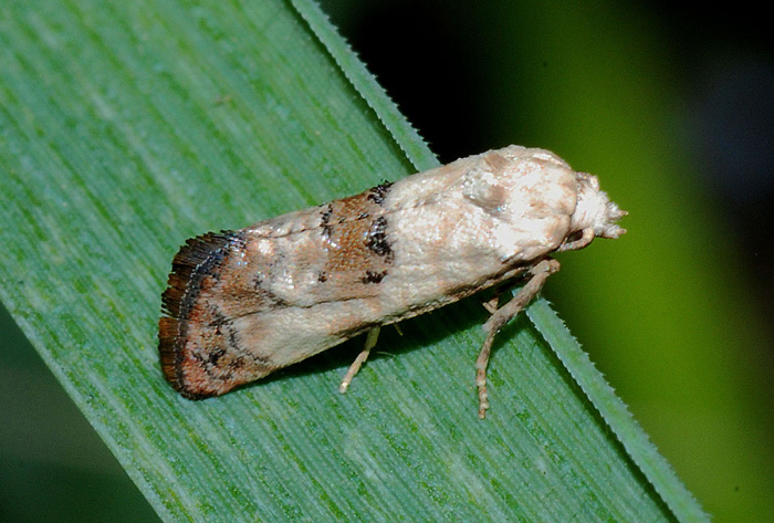 Da determinare 7 - Cochylis cf. salebrana